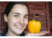 YELLOW CAPSICUM LARGE Size Each  Pukekohe Grown 